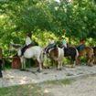 caballos arriondas