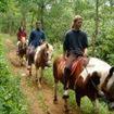 caballos bosque