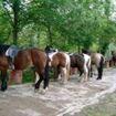 caballos esperando