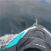 Rutas en motos de agua entre delfines